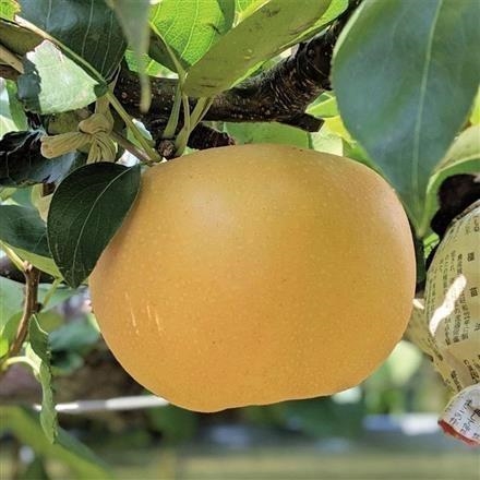A011：新潟県　JA新潟かがやき･ＪＡ新潟市(梨の実館)　南水梨　秀品　10～14玉入　5ｋｇ