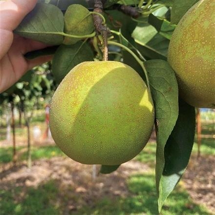 A020：新潟県　JA新潟かがやき･ＪＡ新潟市(梨の実館)　甘太梨　特秀8～14玉入　5kg