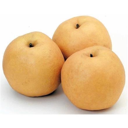 A023：新潟県　JA新潟かがやき(ﾌﾙｰﾂﾌﾗﾜｰしろね)新興梨　秀品　6～9玉入　5kg