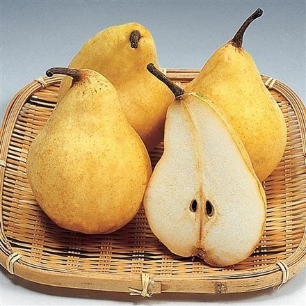 05A019：JA新潟かがやき（新潟市南区）ルレクチエ 2kg（5～7玉入）【12月上旬～下旬発送】