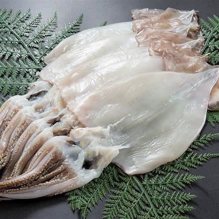 09Y042：日本海産原料　一夜干甘塩するめ（大）