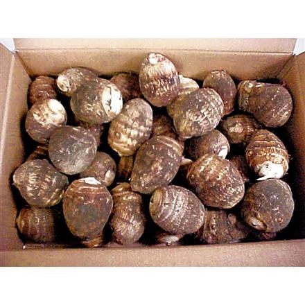 15A089：新潟県　五泉市産　里芋　2L　3kg箱　【12月上旬～中旬発送】