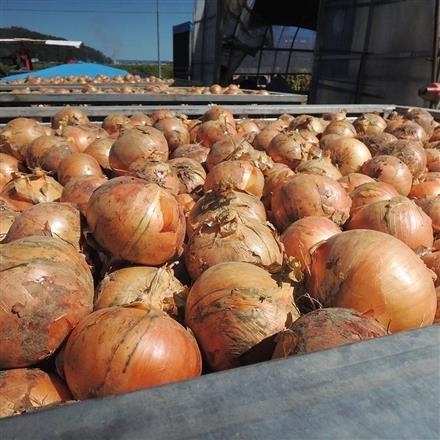 【ネット割】47T324：鹿内青果　北海道野菜２点セット