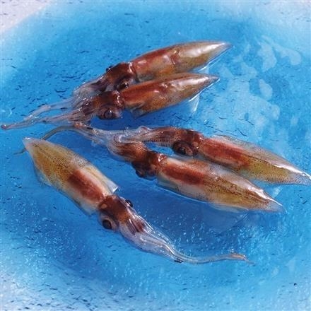 【ネット割】【富山】39T257：＜射水市＞鈴香食品　お刺身用　生冷ほたるいか