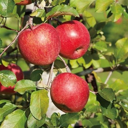 【長野】32Y201：長野県長野市産(共和園協)　サンふじりんご　秀10kg(28玉～36玉)