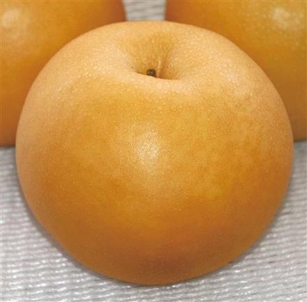 A021：新潟県　JA新潟かがやき(ﾌﾙｰﾂﾌﾗﾜｰしろね)　新高梨　秀品　5～8玉入　5ｋｇ