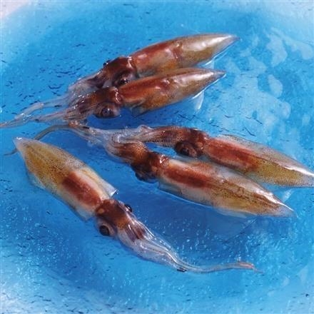 【ネット割】【富山】33T218：鈴香食品　お刺身用　生冷ほたるいか