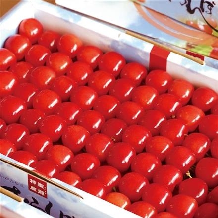 A112：新潟県聖籠町産  佐藤錦または紅秀峰　 L500g 箱並び手詰め